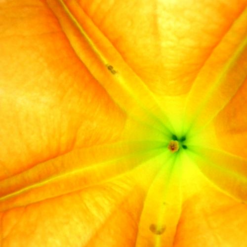 Yellow Flower in the Sefton Palm House